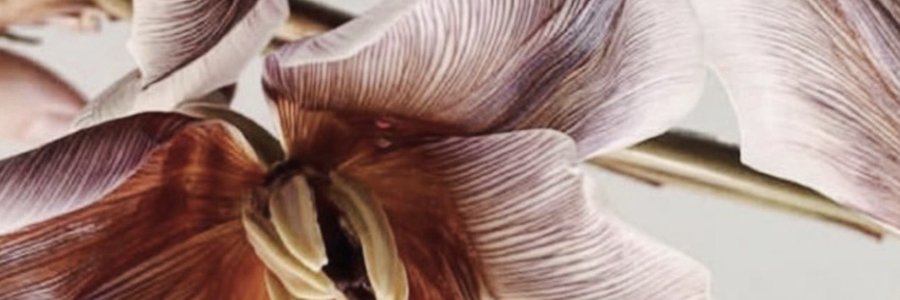 andbloom_'s profile banner image