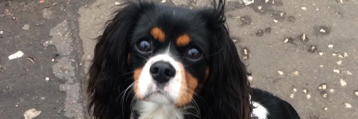 CatyKerr's profile banner image
