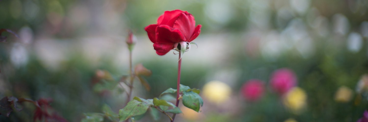 tinammcnulty's profile banner image