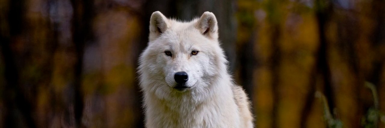 AlphaMale_Wolf's profile banner image