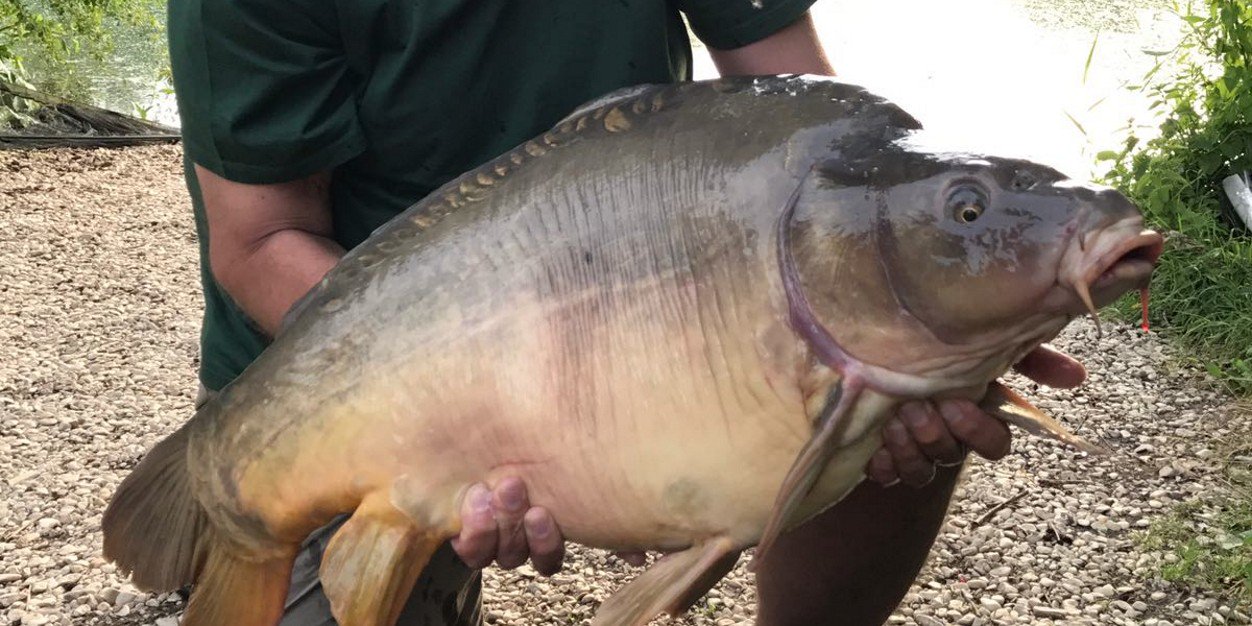 Shaun Greatbatch banner