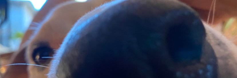 cristadoida's profile banner image