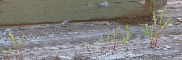 Atessa Profile Banner