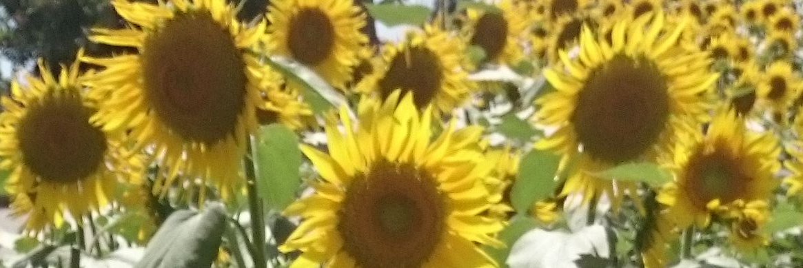 farm_ms's profile banner image