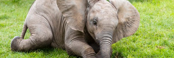 Reid Park Zoo Profile Banner