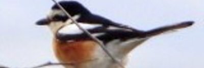 MurielHelps's profile banner image
