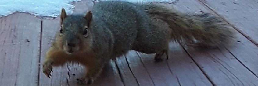 Stubby_Squirrel's profile banner image
