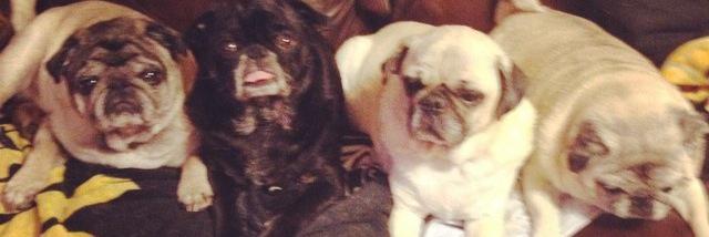FPugs's profile banner image