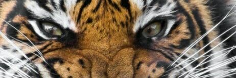 Adistraaa's profile banner image