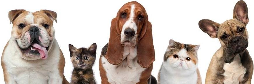 PetsAndLoveIT's profile banner image