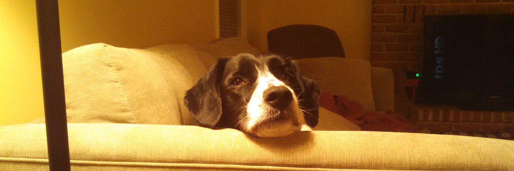 Alex Miscavage banner