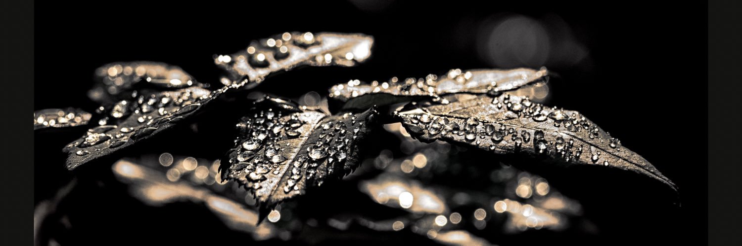 Clare Smallwood banner