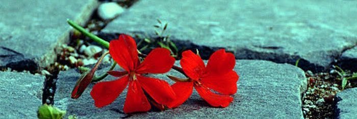 JustMandy68's profile banner image
