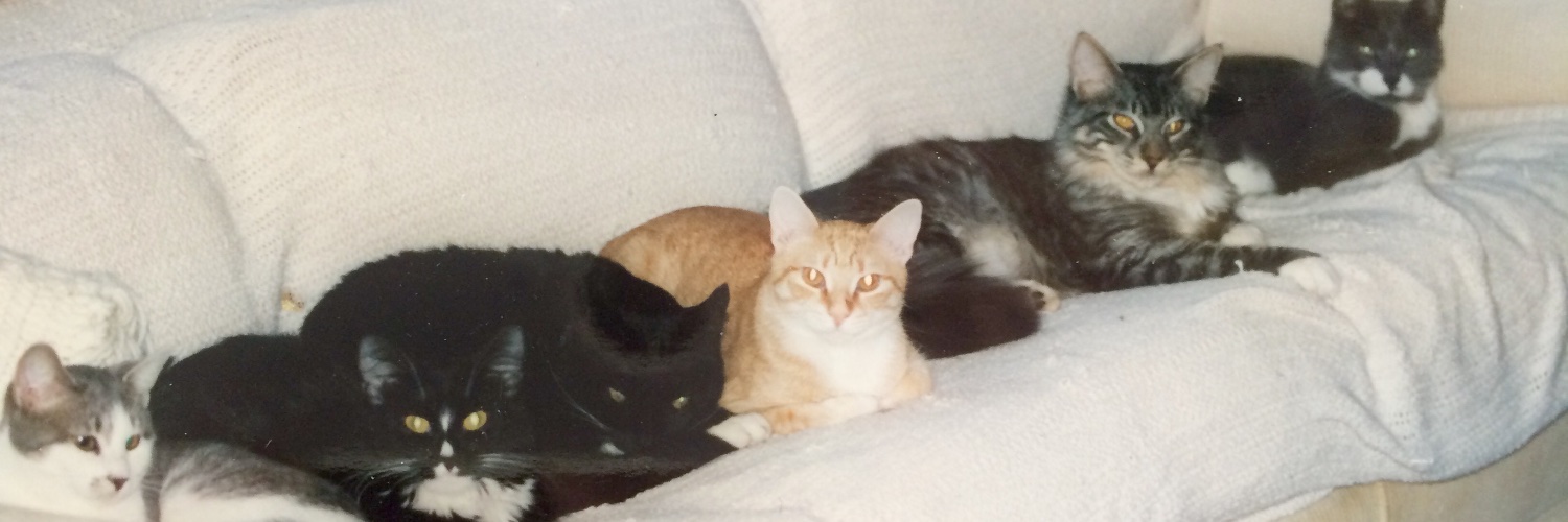 jillfroning's profile banner image