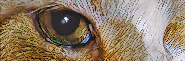 TangoMango9 Profile Banner