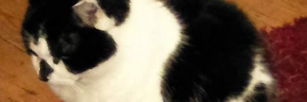 silvanitheelder Profile Banner