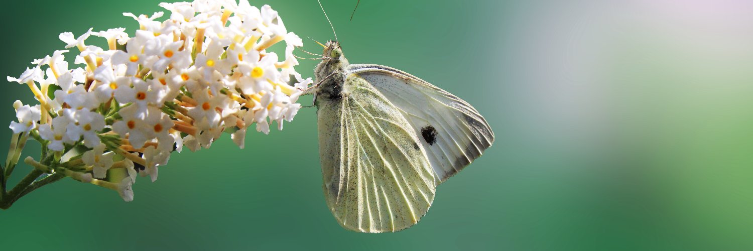 4thCraw 🏴󠁧󠁢󠁳󠁣󠁴󠁿 🇪🇺🇺🇦 banner