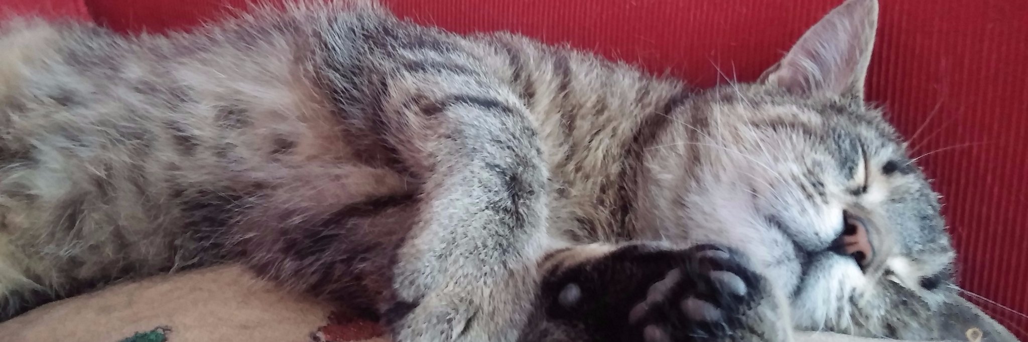 Bogumiła P 🇵🇱🇪🇺🐾 #TeamTuska banner