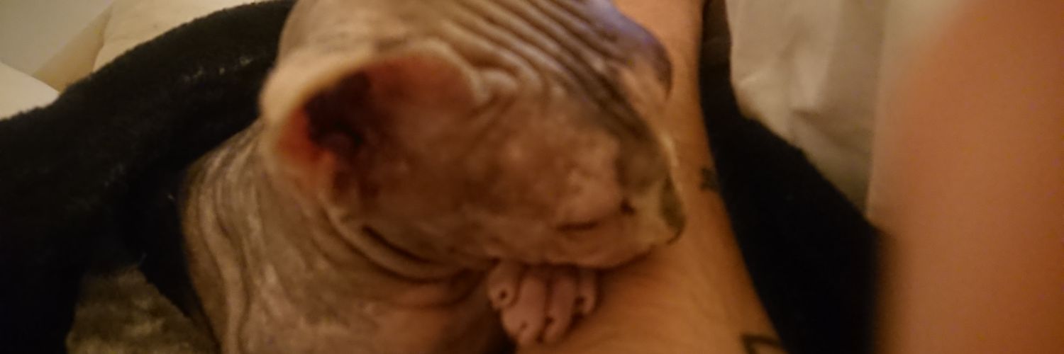 staffanremes's profile banner image