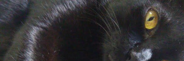 euque_lucci's profile banner image