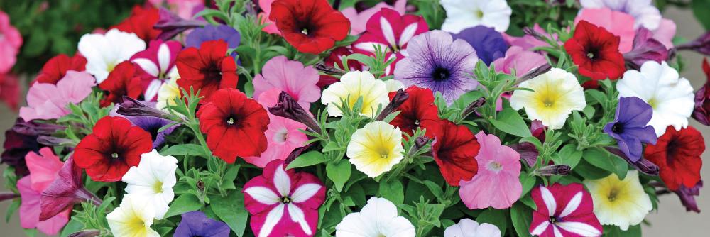 Thompson & Morgan banner