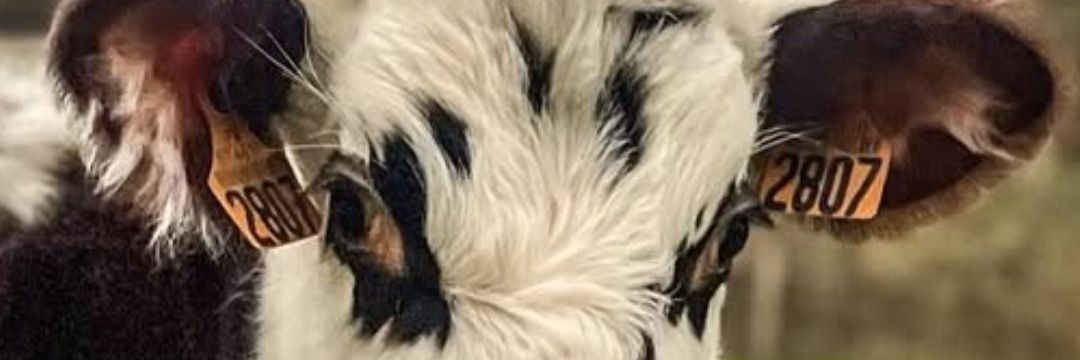 LavaletteR's profile banner image