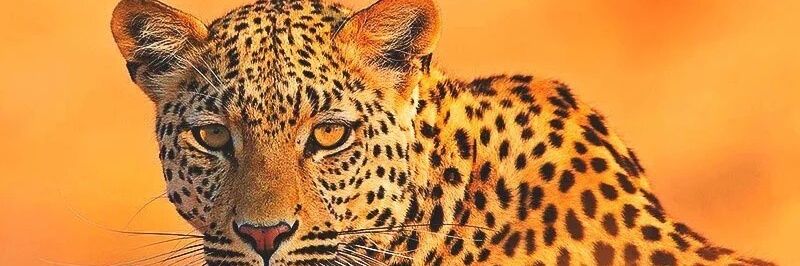 davivirn's profile banner image