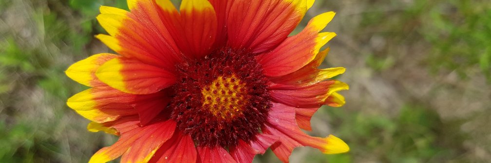 James Coupland banner