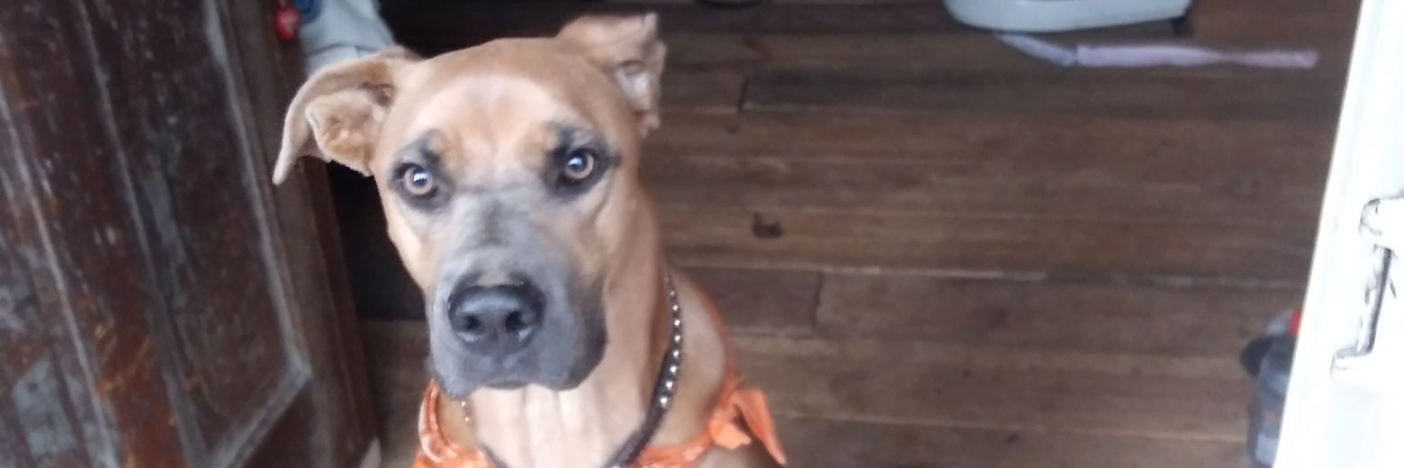 JimmyRockenbelly banner