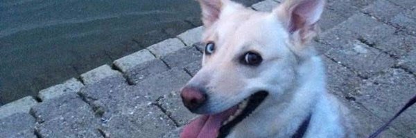 GajHaj Profile Banner