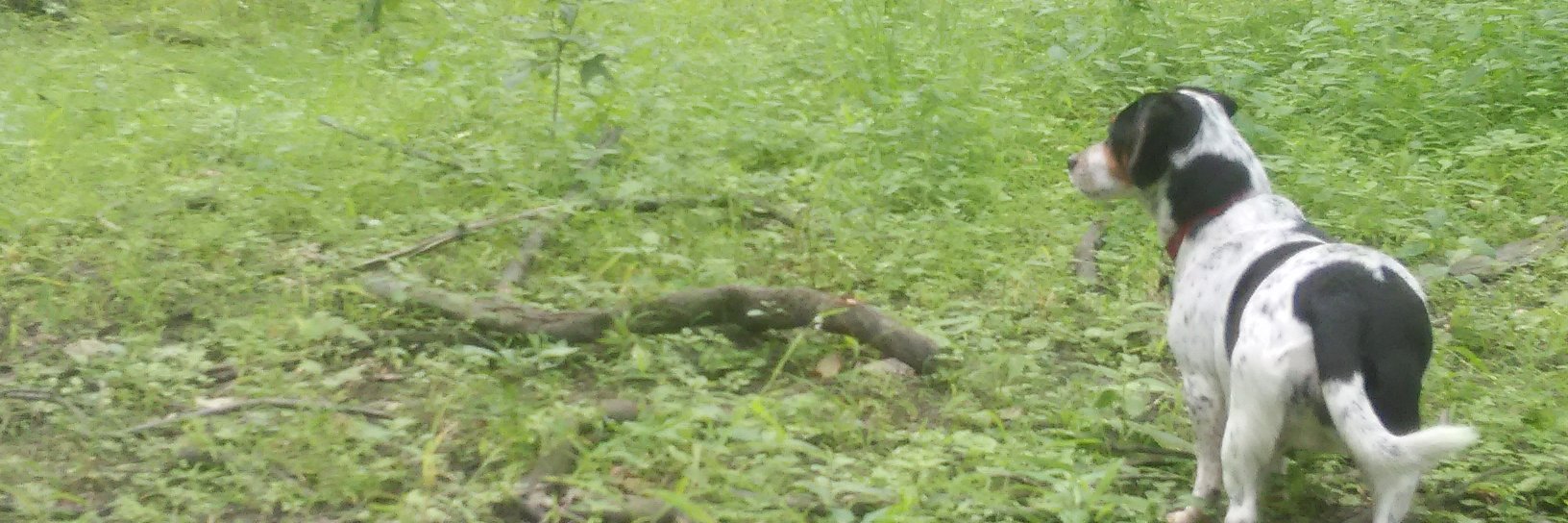 Francisco Linares banner