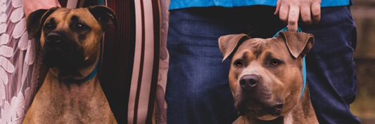 daryl_house's profile banner image