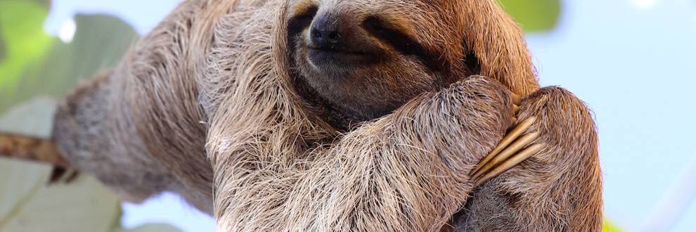 Ferga Gleeson banner