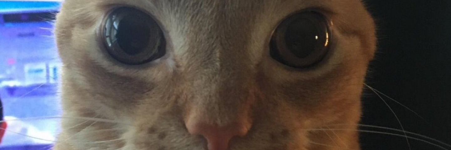 PerfectoidPeter's profile banner image