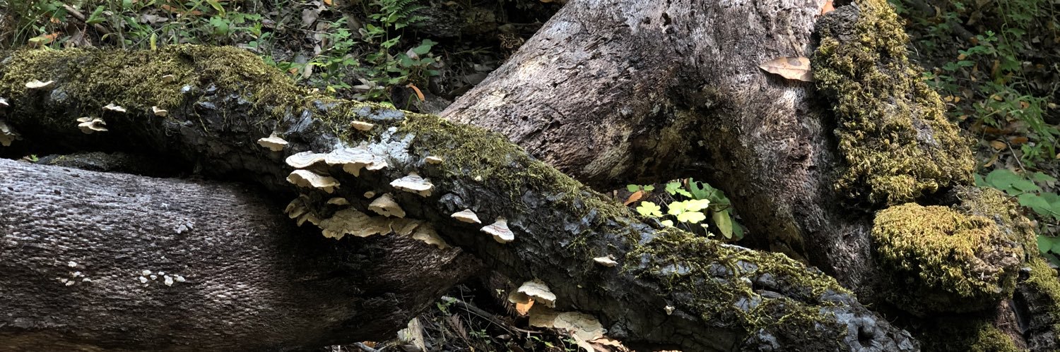 growsberry🧚🏼‍♀️ banner