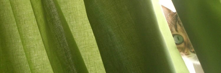 Lucy Woo banner