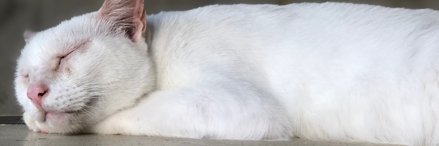 Dairo Borrero banner