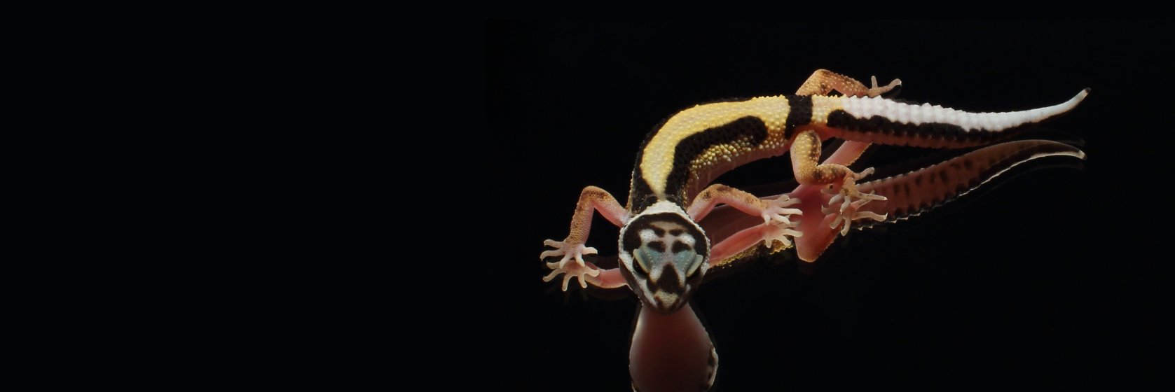 SunsetGeckos's profile banner image