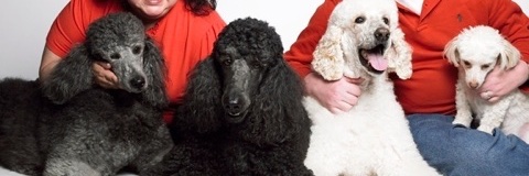 PoodleShark's profile banner image