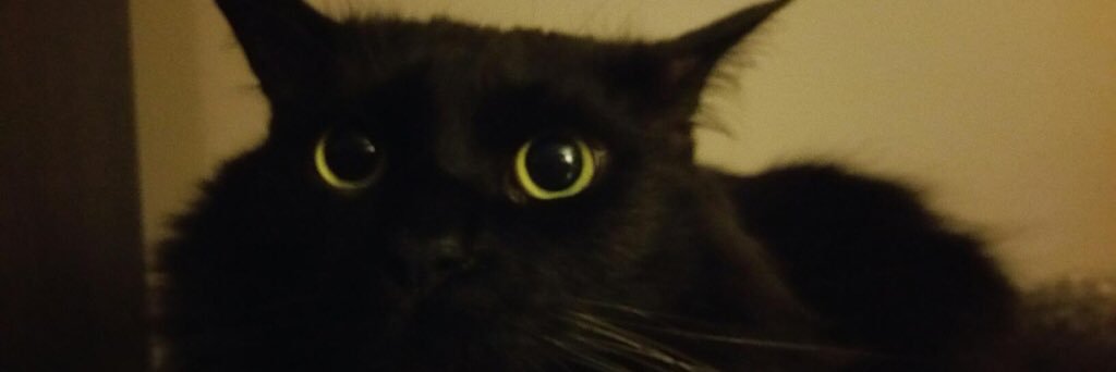 KenzelCat's profile banner image