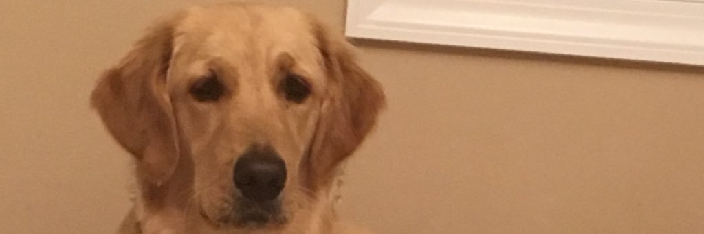 pamlevering's profile banner image