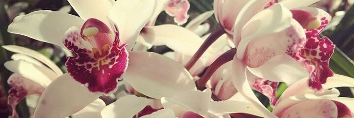 YYfayad's profile banner image