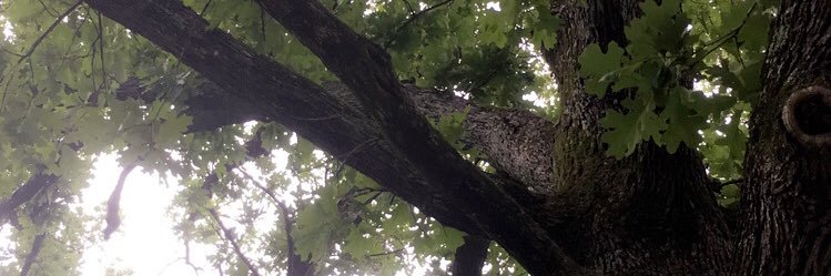 JessieV101's profile banner image
