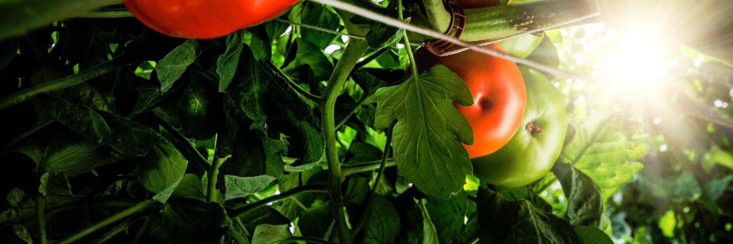 SaladDaysPro's profile banner image