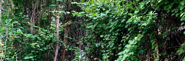 maryblessey Profile Banner