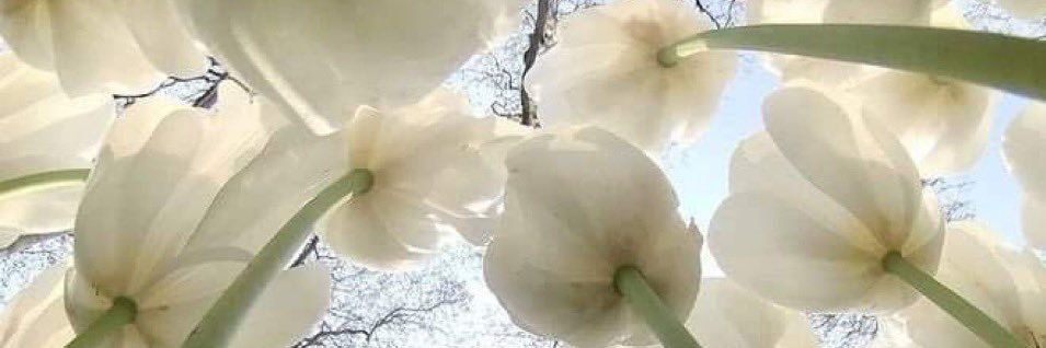 lil elf whore 🧝‍♀️ banner