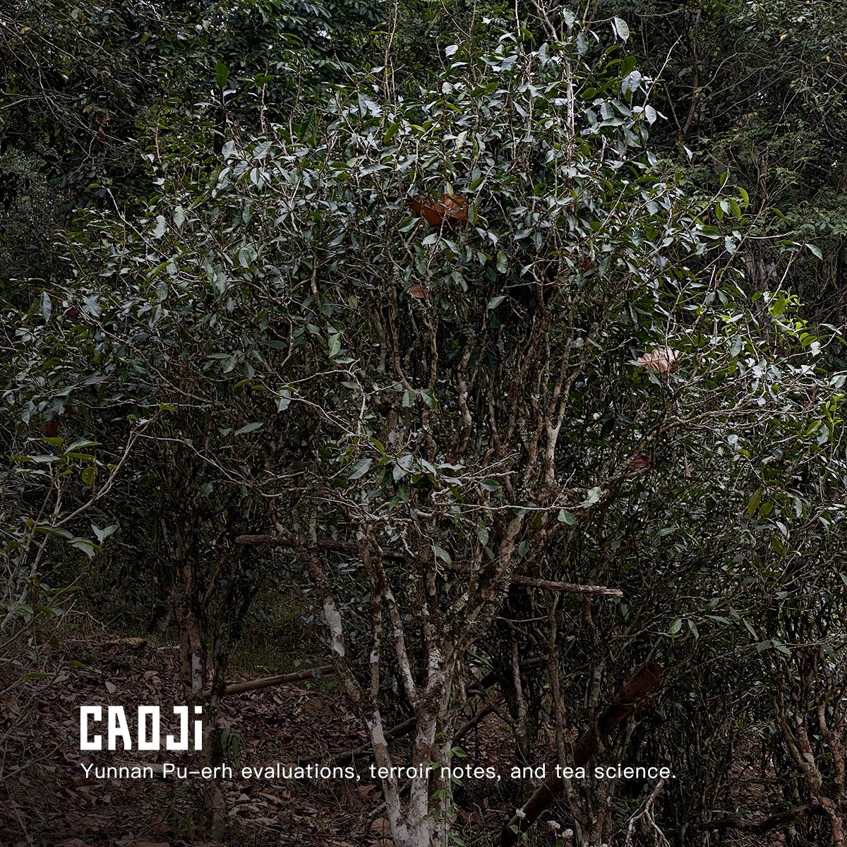 CAOTEALab's profile banner image