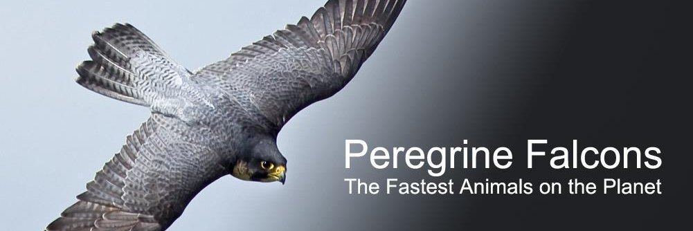 Rfalconcam banner