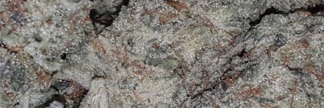 OG_Shayeezy4L's profile banner image