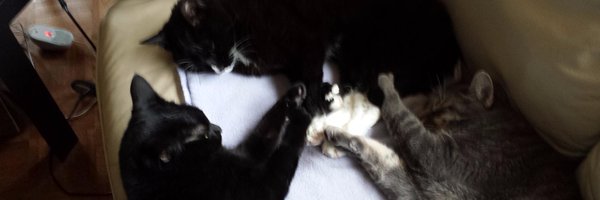 themagickcat Profile Banner